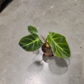 Philodendron luxurians
