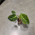 Philodendron luxurians