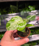 Monstera Bulbasaur