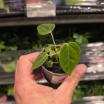 Anthurium veitchii