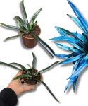 Microsorum thailandicum