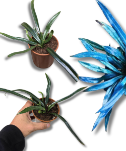 Microsorum thailandicum | Blue Oil Fern