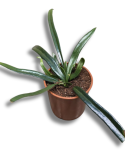 Microsorum thailandicum