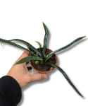 Microsorum thailandicum