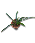Microsorum thailandicum
