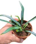 Microsorum thailandicum