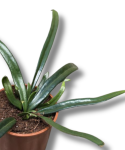 Microsorum thailandicum
