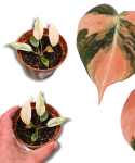 Philodendron micans Pink Marble Variegata