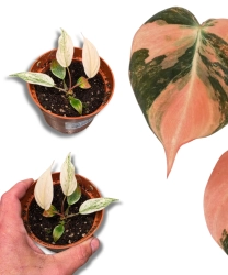 Philodendron micans Pink Marble Variegata