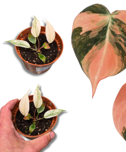 Philodendron micans Pink Marble Variegata