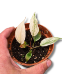 Philodendron micans Pink Marble Variegata