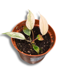 Philodendron micans Pink Marble Variegata