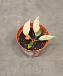 Philodendron micans Pink Marble Variegata