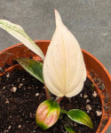 Philodendron micans Pink Marble Variegata