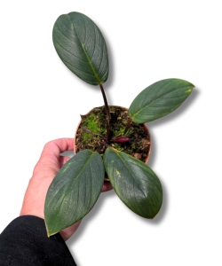 Homalomena  sumatra