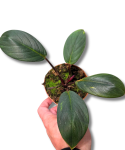 Homalomena sumatra