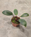 Homalomena sumatra