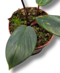 Homalomena sumatra