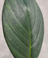 Homalomena sumatra