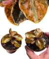 Peperomia creme brulee