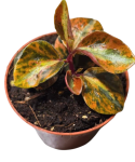 Peperomia creme brulee