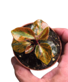 Peperomia creme brulee