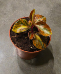 Peperomia creme brulee