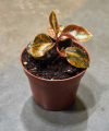 Peperomia creme brulee