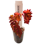 Begonia negrosensis x chlorosticta