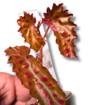 Begonia negrosensis x chlorosticta