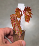Begonia negrosensis x chlorosticta