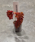 Begonia negrosensis x chlorosticta