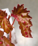 Begonia negrosensis x chlorosticta