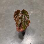 Begonia negrosensis