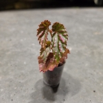 Begonia negrosensis