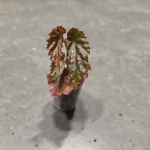 Begonia negrosensis