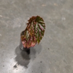 Begonia negrosensis