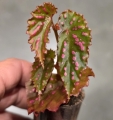Begonia negrosensis