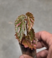 Begonia negrosensis
