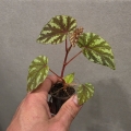 Begonia Irian Jaya