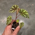 Begonia Irian Jaya