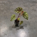 Begonia Irian Jaya