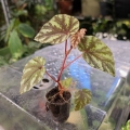 Begonia Irian Jaya