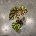Begonia Irian Jaya