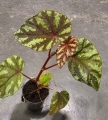 Begonia Irian Jaya
