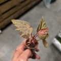 Begonia Dancing Dragon
