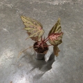 Begonia Dancing Dragon