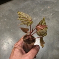 Begonia Dancing Dragon