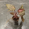 Begonia Dancing Dragon