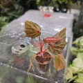 Begonia Dancing Dragon